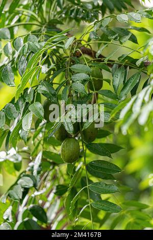 Mombins Tree Fruit of the Genus Spondias Stock Photo