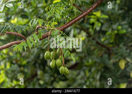 Mombins Tree Fruit of the Genus Spondias Stock Photo