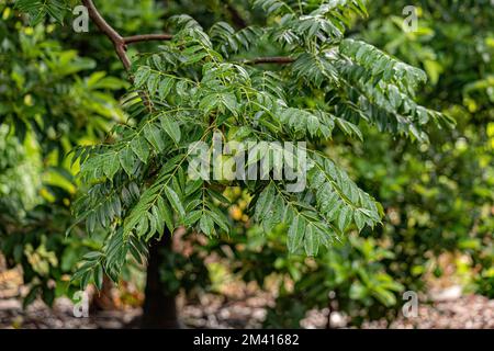 Mombins Tree Fruit of the Genus Spondias Stock Photo