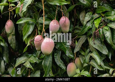 Mango tree of the species Mangifera indica with fruits Stock Photo