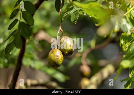 Mombins Tree Fruit of the Genus Spondias Stock Photo