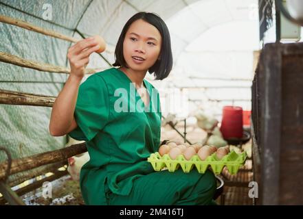 Eggs, sustainability and a chicken farm vet woman doing inspection for quality control, health and wellness of poultry animal. Asian farmer holding Stock Photo