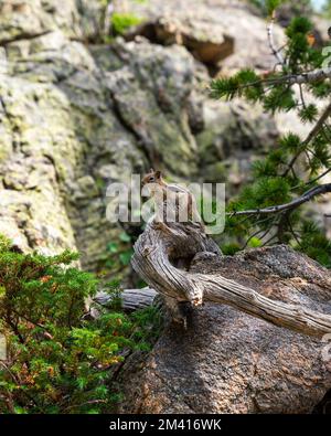 A vertical shot of a cute little chipmunk on top of a tree stump in the alpine wilderness Stock Photo