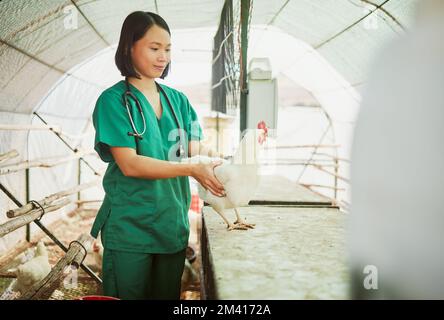 Woman, veterinary or chicken farm check in bird flu vaccine, growth hormone medicine or pet wellness insurance. Happy, healthcare worker or animal Stock Photo
