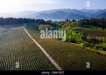 Aerial view of beautiful Anaseuli tea plantations near Ozurgeti in Guria in the early morning light with mountains in the back, Georgia Stock Photo