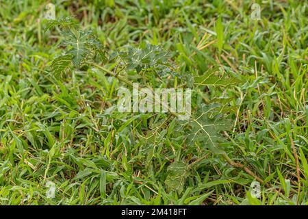 Small Nightshade Plant of the species Solanum palinacanthum Stock Photo