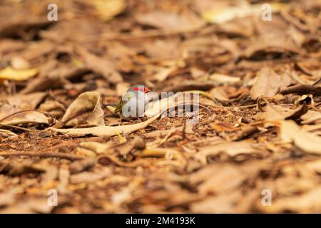 The red-browed finch (Neochmia temporalis)  can be easily recognized by the bright red stripe above the eye, that inhabits the east coast of Australia Stock Photo