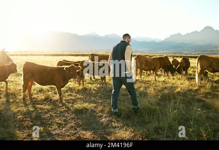 Farm, agriculture and farmer man with cattle eating grass on field outdoors. Agro, sustainability or male small business owner with livestock or cows Stock Photo