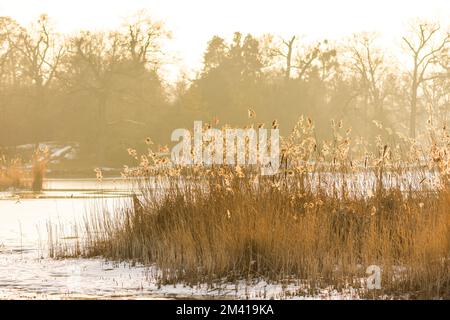 Reed plant at the sunset, winter cold and ice. Stock Photo