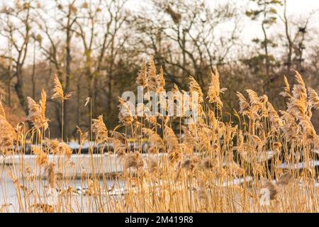Reed plant at the sunset, winter cold and ice. Stock Photo