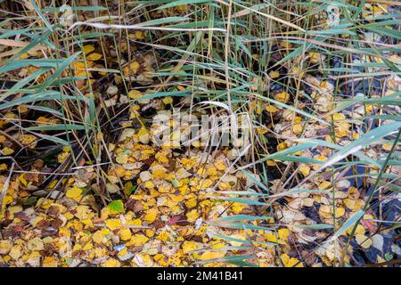 Fallen leaves floating on water in autumn Stock Photo