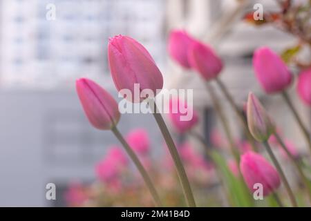 Pink tulips in a flower bed. The tulip bud sways in the wind. Flowerbed in the garden. Beautiful simple spring flowers. Floral background. To grow plants. Gardening outdoor in city. Stock Photo
