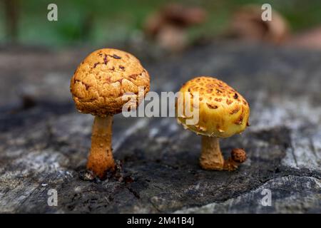 Mushrooms growing on a decaying tree stump Stock Photo