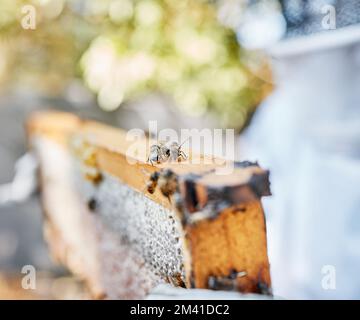 Frame, beehive and bees for outdoor apiculture, farming and honey production in countryside in summer. Insect nest, honeycomb and beeswax with Stock Photo