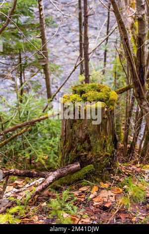 The stump in forest with new young plants growing on the top of stump. Green spring colors. Stock Photo