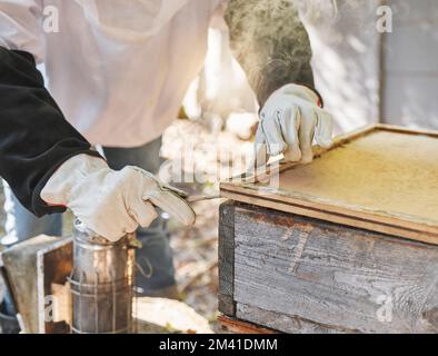 Woman, hands or beekeeper checking box on honey farm, healthy food manufacturing or sustainability environment. Worker, farmer or insect agriculture Stock Photo