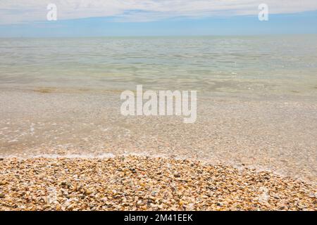 hundreds of thousands of shells on the seashore in summer Stock Photo