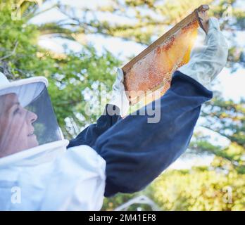 Bee farm, honey frame and woman checking honeycomb outdoors. Beekeeping, startup and female small business owner, farmer or employee in safety suit Stock Photo