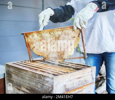 Hands, frame and beekeeping with a farm woman at work on a honey product while organic farming. Countryside, agriculture and sustainability with a Stock Photo