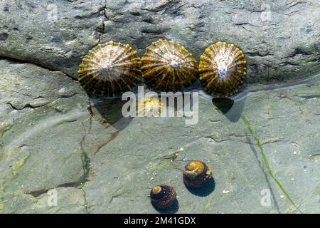 Three limpet shells on the edge of a small rock pool Stock Photo
