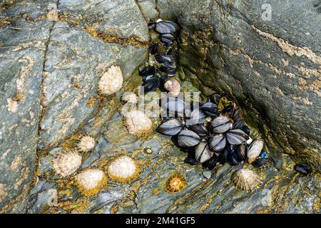 Limpets and mussels in a small rock crevice Stock Photo