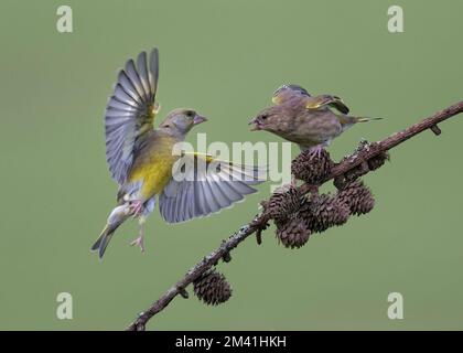 Two European Greenfinch, Carduelis chloris, fighting, Lancashire UK Stock Photo