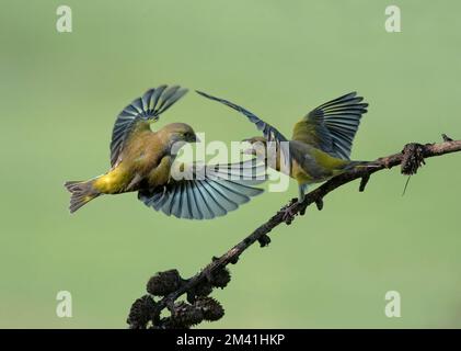 Two European Greenfinch, Carduelis chloris, fighting, Lancashire UK Stock Photo