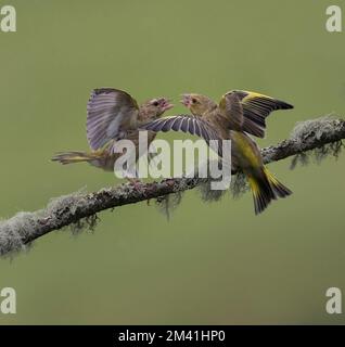 Two European Greenfinch, Carduelis chloris, fighting, Lancashire UK Stock Photo