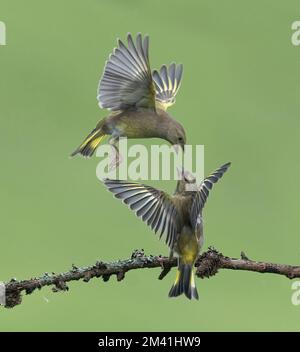 Two European Greenfinch, Carduelis chloris, fighting, Lancashire UK Stock Photo