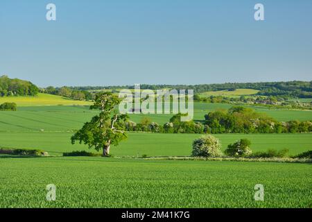 Agricultural fields in the british countryside near Tring, Hertfordshire, Chiltern Hills, UK Stock Photo