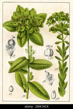 Wart Spurge Euphorbia verrucosa,  (botany book, 1902), Warzen-Wolfsmilch