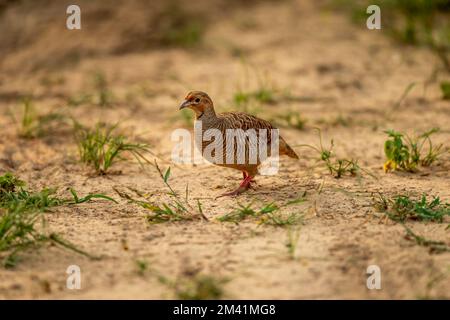 grey francolin or grey partridge or Francolinus pondicerianus closeup or portrait in forest or national park of india asia Stock Photo