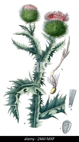 Cotton Thistle Onopordum acanthium,  (botany book, 1909), Eselsdistel Stock Photo