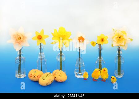 Spring and Easter symbols with Easter eggs, daffodil and narcissus flowers, chicks. Nature, fun, beautiful, springtime composition on gradient blue. Stock Photo
