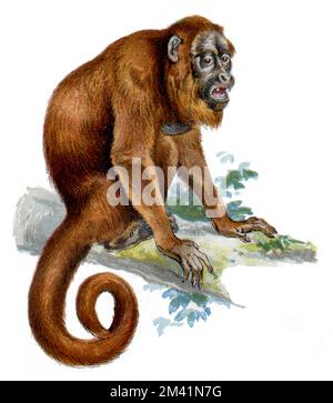 Venezuelan red howler Alouatta seniculus,  (zoology book, 1913), Roter Brüllaffe Stock Photo