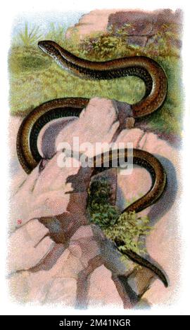 slow worm Anguis fragilis,  (zoology book, 1913), Blindschleiche Stock Photo