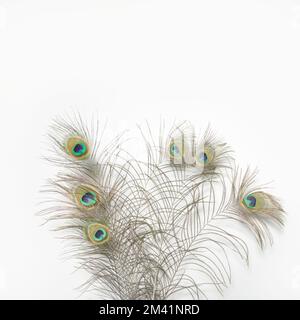 Peacock feathers isolated on white background. copy space square format Stock Photo