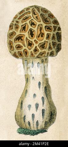 common morel Morchella esculenta,  (botany book, 1879), Speise-Morchel;Speise-Morchel Stock Photo