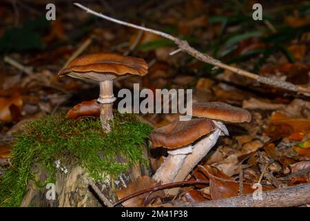 Many honey mushrooms growing between moss, also called Armillaria ostoyae or dunkler hallimasch Stock Photo