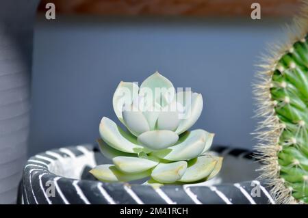 decorative pot for plants Gift Small Ceramic Succulent Pot with Drainage and Bamboo Tray- With Cactus  or Succulent