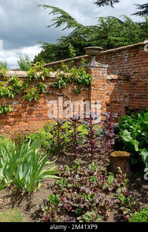 Corner planting in walled garden Helmingham Hall Gardens Stock Photo