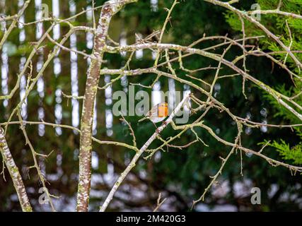 Dundee, Tayside, Scotland, UK. 18th Dec, 2022. UK Weather: Winter in Dundee, with snow and ice gradually thawing due to a 4°C temperature rise. A Robin Redbreast bird is looking for food in the gardens. Credit: Dundee Photographics/Alamy Live News Stock Photo
