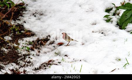 Dundee, Tayside, Scotland, UK. 18th Dec, 2022. UK Weather: Winter in Dundee, with snow and ice gradually thawing due to a 4°C temperature rise. A Robin Redbreast bird is looking for food in the gardens. Credit: Dundee Photographics/Alamy Live News Stock Photo