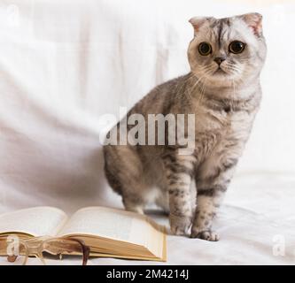 Cute cat plays with glasses and open books close up Stock Photo