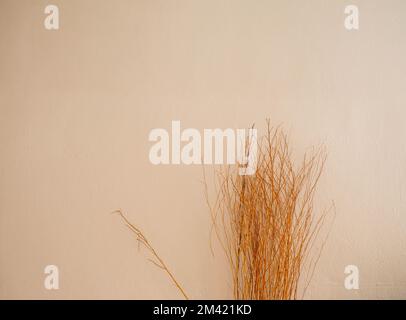 Dry tree with white plaster wall Stock Photo