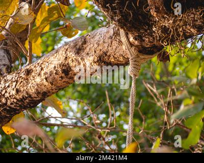 A white rope tied to a tree Stock Photo