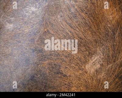 Buffalo skins and fur wallpapers Stock Photo