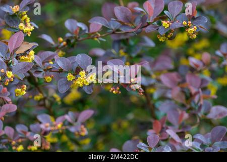 Berberis ottawensis purpurea Superba, barberry Superba, Berberis thunbergii Atropurpurea Superba, deciduous shrub Leaves  deep red-purple, yellow flow Stock Photo