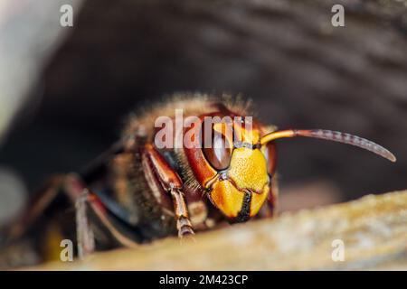 close up of a huge yellow brown hornet Stock Photo