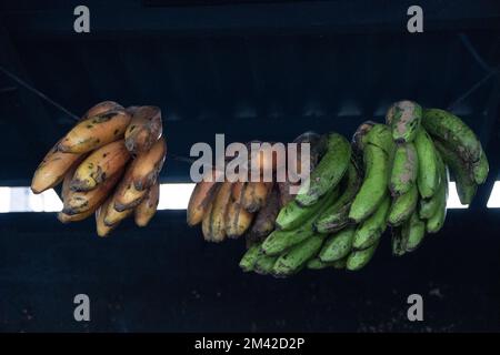 bananas hanging in a traditional Balinese kitchen. Some are green and yellow. Some look ripe and ready to eat Stock Photo